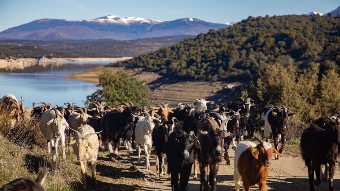 La Comunidad inicia expediente para declarar la trashumancia Bien de Interés Cultural por su valor histórico y ambiental