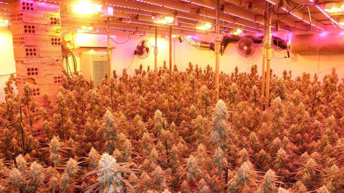 La Guardia Civil detiene a dos personas por una plantación indoor de 707 plantas en Navacerrada