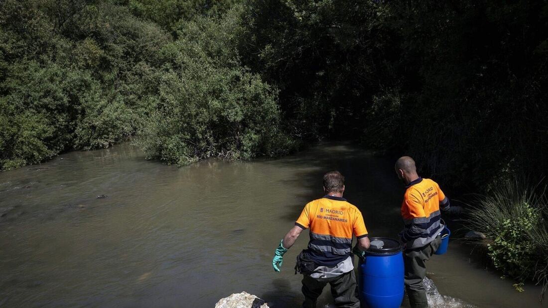 El Manzanares recupera especies autóctonas desaparecidas desde el siglo XX
