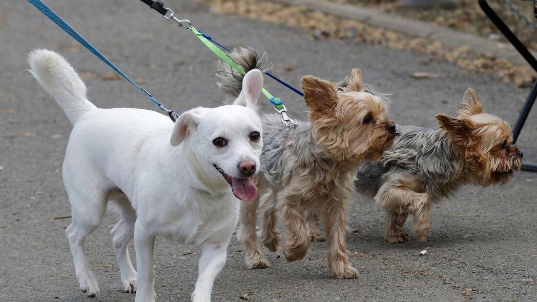 Tres Cantos refuerza la campaña de ADN canino para proteger animales y mejorar la limpieza