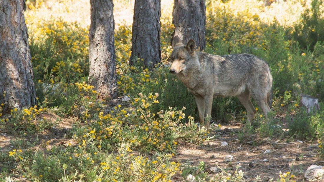 El Gobierno regional respalda el control del lobo