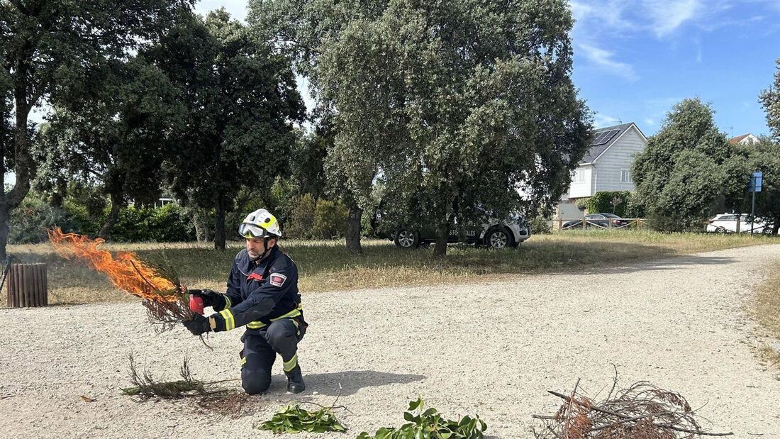 La Comunidad facilitará la sustitución de arizónicas para reducir el riesgo de incendios