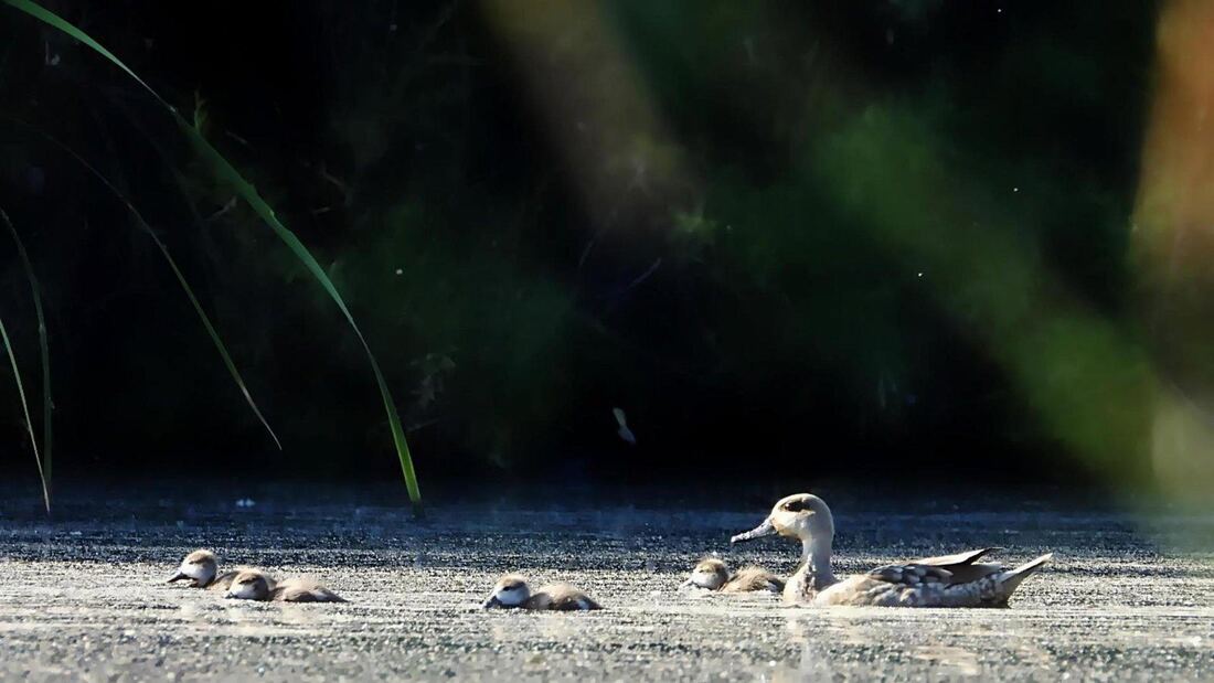 La cerceta pardilla se reproduce en Madrid por primera vez