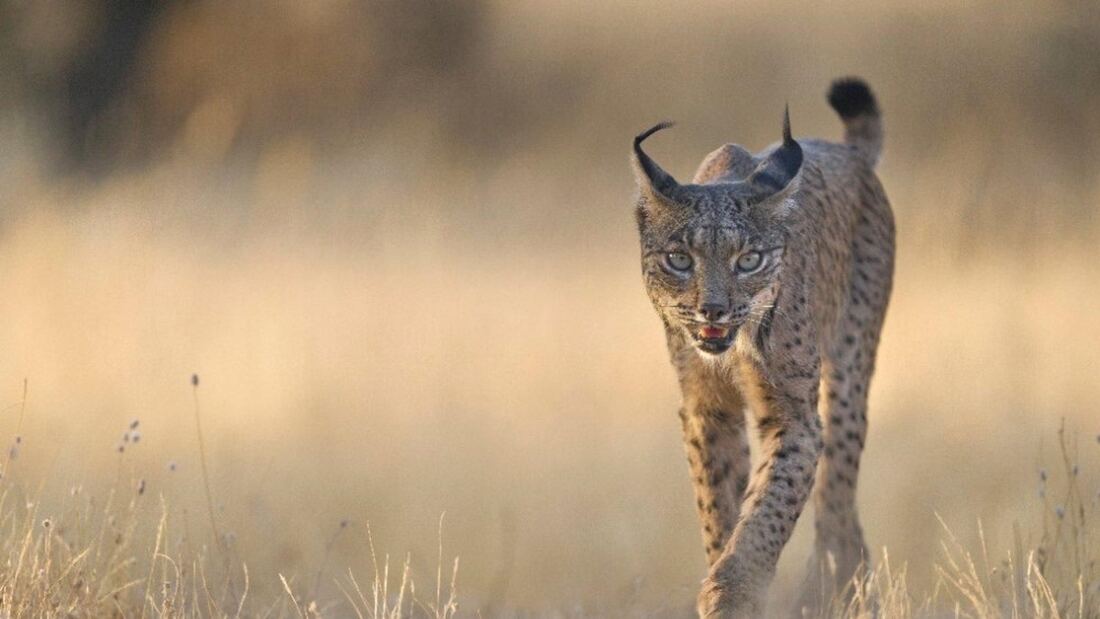 La población de lince ibérico alcanza un máximo histórico