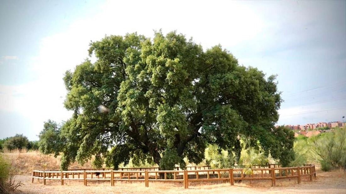 Alcorcón planta 2.200 árboles y protege alcornoques centenarios de Las Presillas