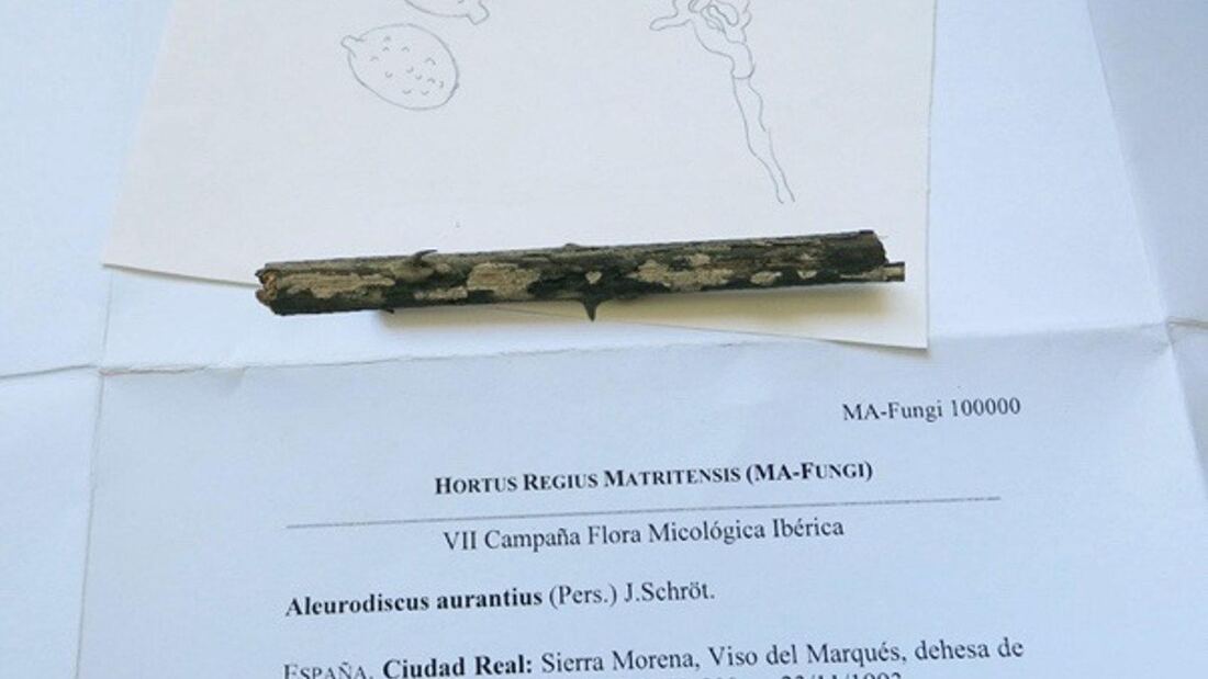 El Herbario del Real Jardín Botánico alcanza 100.000 especímenes de hongos