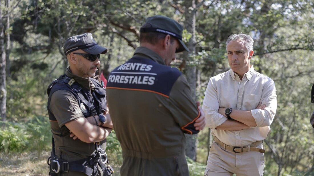 El programa de conservación del buitre negro en Madrid suma 185 parejas reproductoras