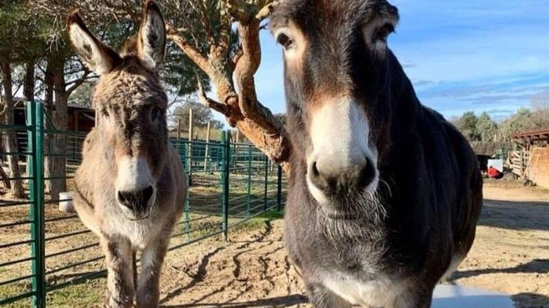 Santuario Vegan regresa con sus 200 animales tras evacuar por incendio