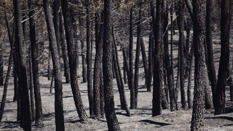 España duplica incendios forestales en lo que va de 2026