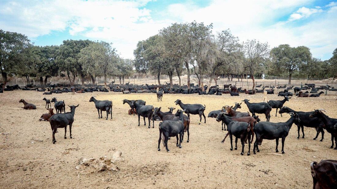 Madrid reparte 133.000 kilos de comida para la fauna silvestre afectada
