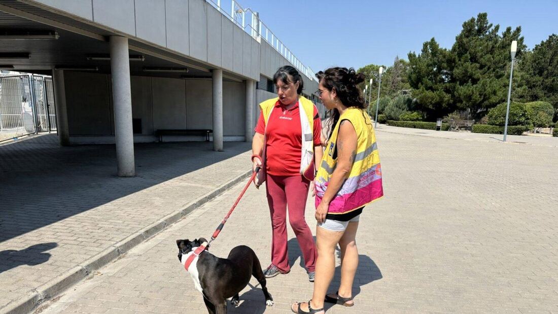 Madrid invertirá 585.000 euros en Voluntarios por Madrid hasta 2027