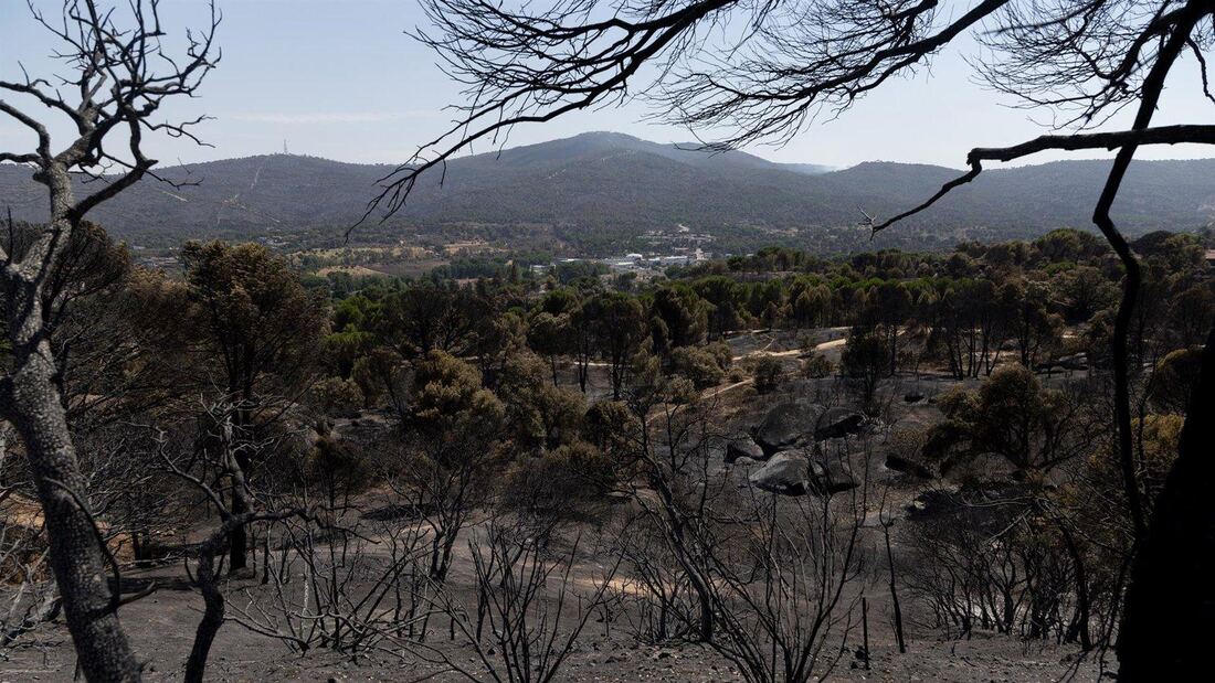 Régimen extraordinario acelera la retirada de árboles quemados en la Sierra Oeste
