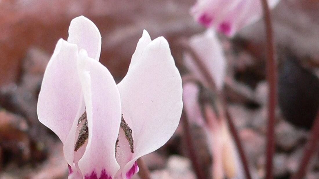 Chipre dona su flor nacional al Real Jardín Botánico de Madrid