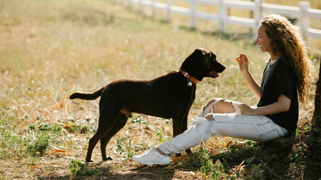 Las adopciones de perros y gatos caen a mínimos