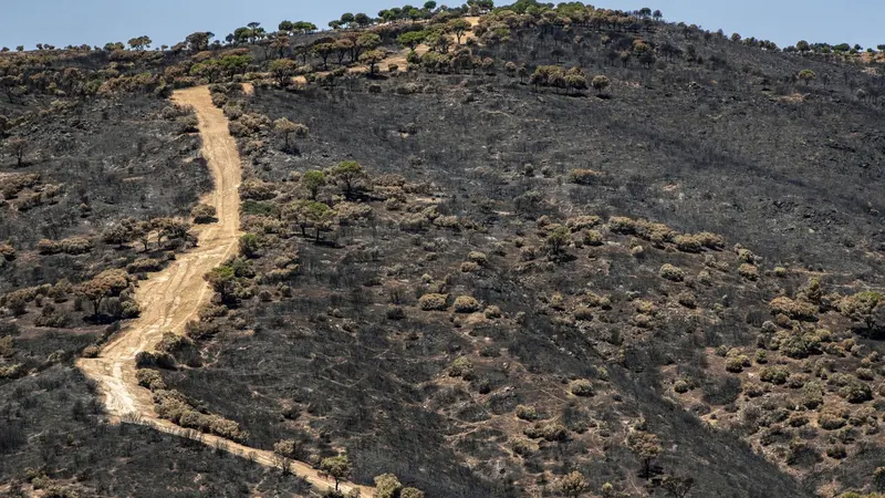 La marcha Mussara pedalear&aacute; por la reforestaci&oacute;n de la Sierra Oeste