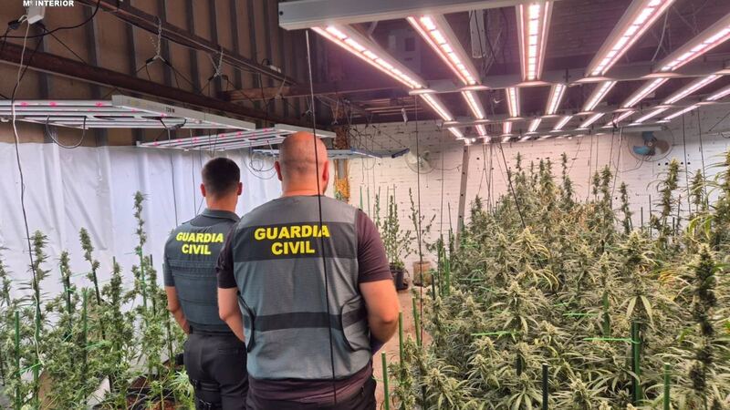 La Guardia Civil detiene en Valdeolmos-Alalpardo a un hombre por una plantación de 391 plantas
