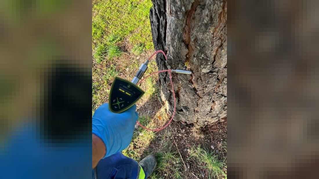 Fuenlabrada intensifica los tratamientos contra la plaga de galeruca del olmo