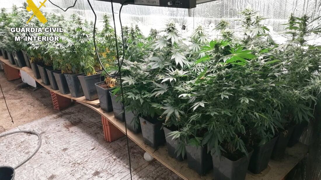 La Guardia Civil desarticula en Madrid y Guadalajara una organización dedicada al cultivo 'indoor' de cannabis
