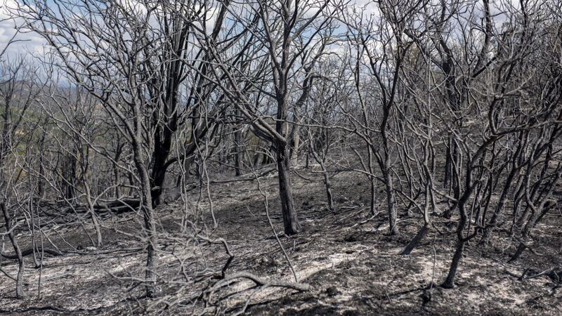 Investigadores de Madrid buscan recuperar los suelos agrícolas dañados