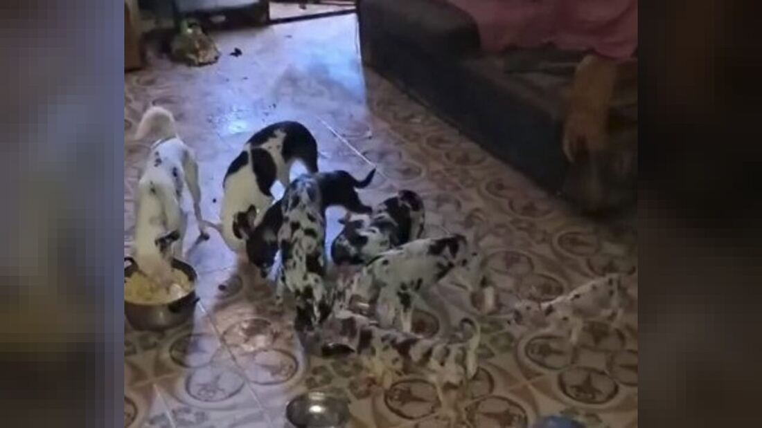 Rescatan 48 chihuahuas y ocho gatos de un piso en Moratalaz
