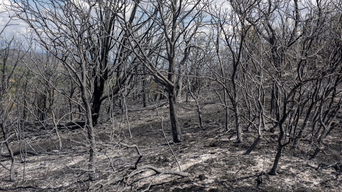 CSIF reclama potenciar el papel de los agentes forestales 