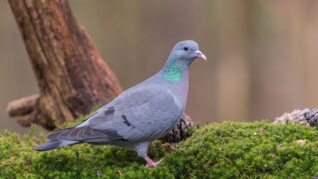 El TSJM suspende la caza de nueve especies de aves en Madrid