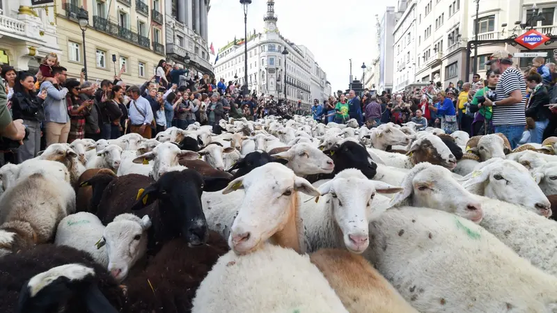 Madrid se llenar&aacute; de ovejas el 25 de octubre por la Trashumancia