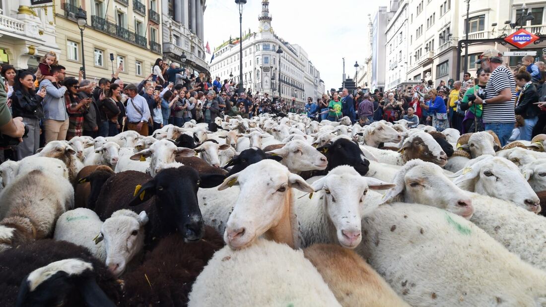 Madrid se llenará de ovejas el 25 de octubre por la Trashumancia