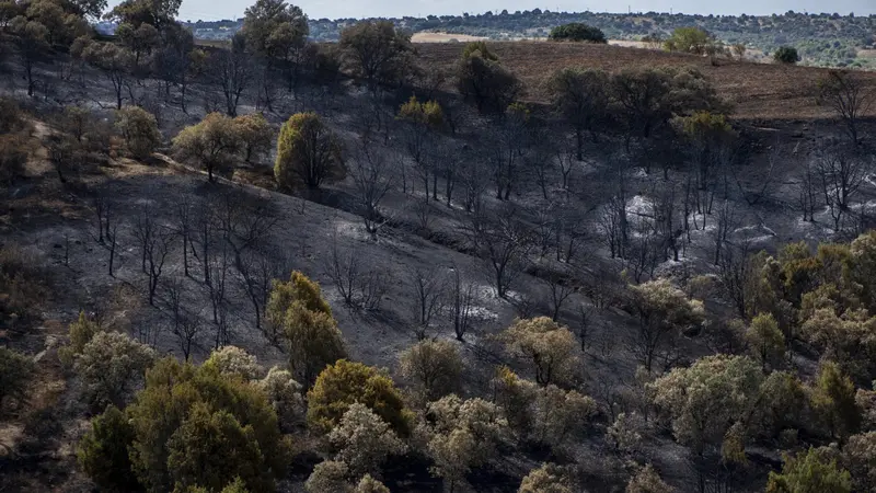 Madrid restaurar&aacute; en diez a&ntilde;os los montes de la Sierra Oeste