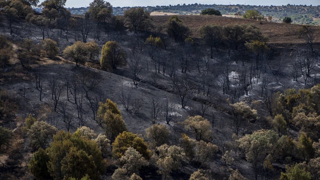 Madrid restaurará en diez años los montes de la Sierra Oeste