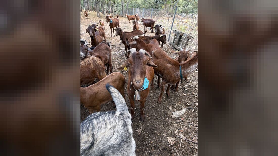 Un rebaño de cabras guisandesas inicia su camino hacia Madrid