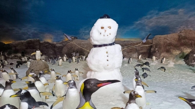 El Serprona ofrecerá este fin de semana en Faunia una jornada sobre tenencia y cuidados de animales en Navidad